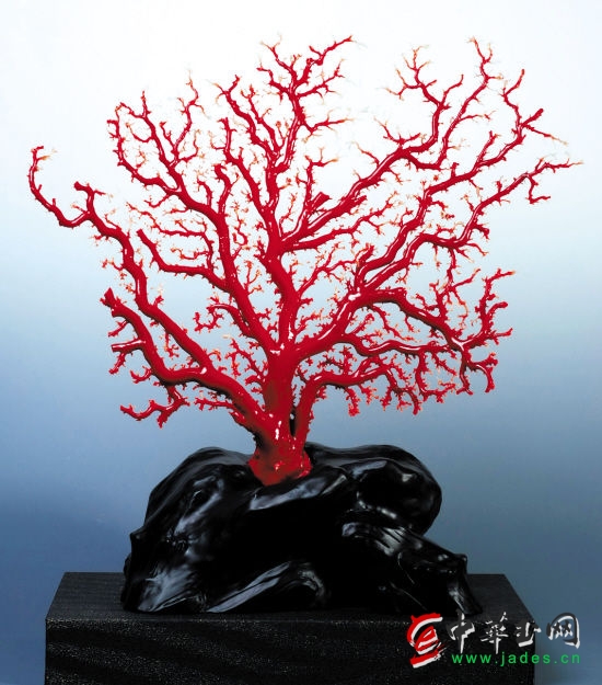 紅珊瑚